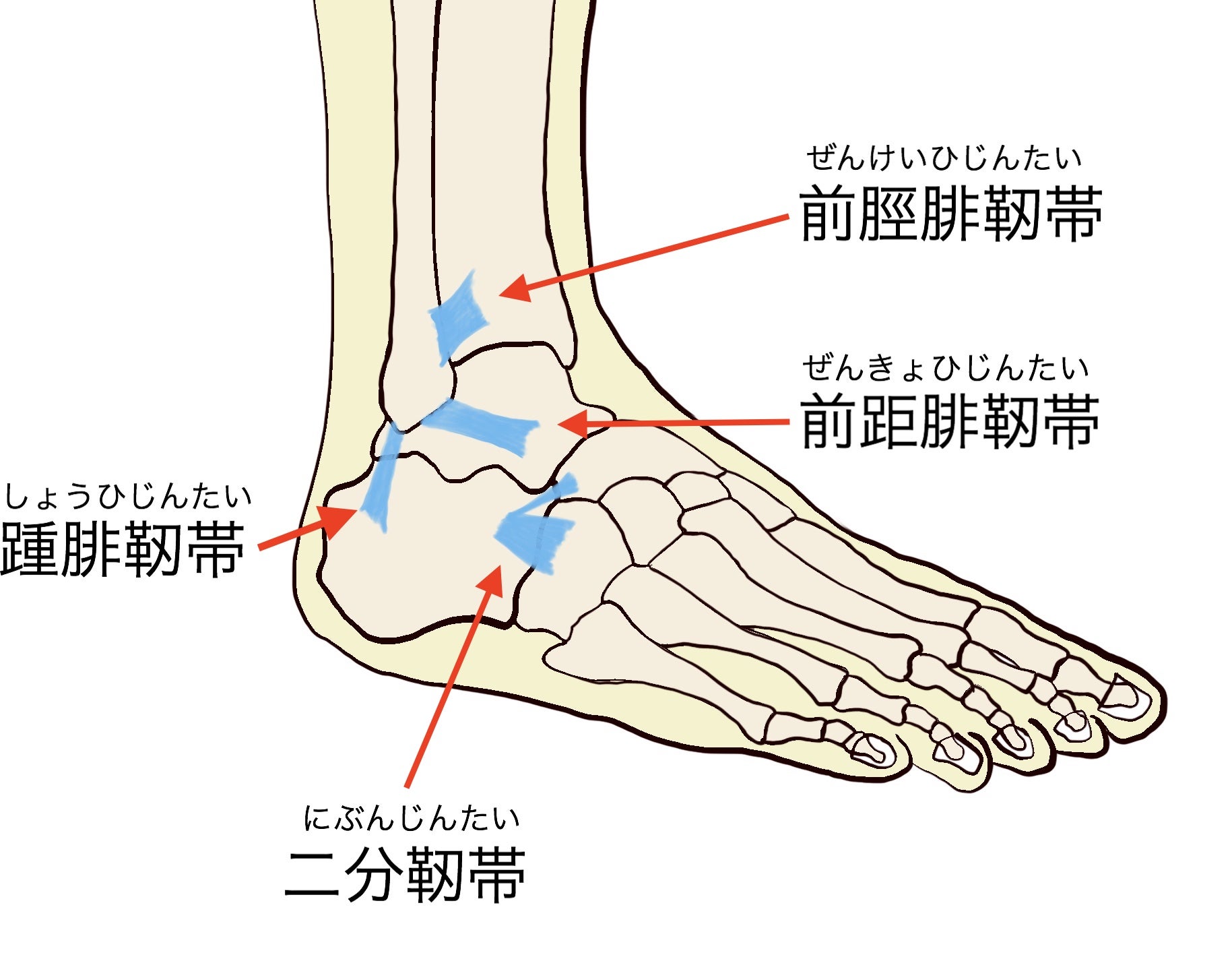 こうした足首の怪我はどのように治療されるのでしょうか?